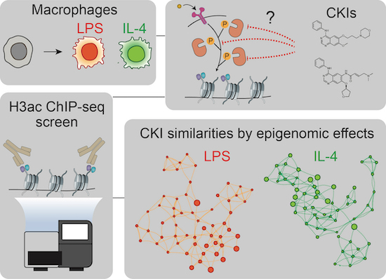 Genome-wide analyses of epigenomic alterations induced by clinical kinase inhibitors (CKIs) in macrophages activated by inflammatory stimuli identify similarities &differences among CKIs, improve their annotations &show opportunities for repurposing: embopress.org/doi/full/10.10…