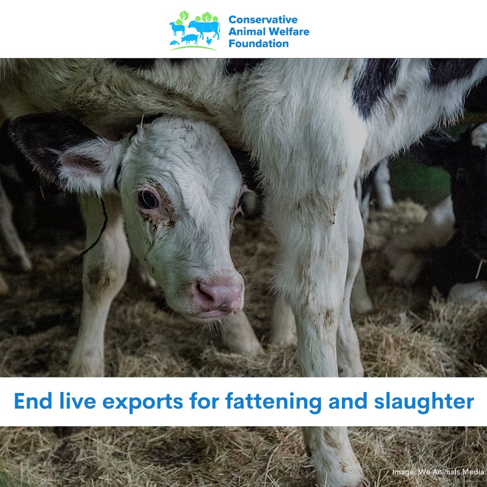 The Animal Welfare (Livestock Exports)Bill will have its 3rd Reading in the Lords tomorrow- its final stage before it completes its passage through Parliament! We are now so close to Great Britain banning live exports for slaughter & fattening! #BanLiveExports #ActionForAnimals