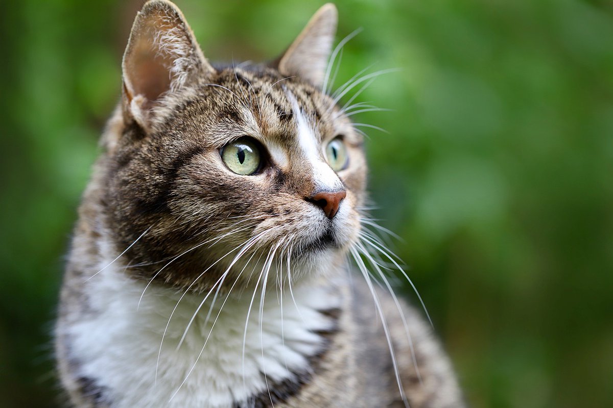 🐈L'Ajuntament i Els 400 Gats han renovat el conveni de col·laboració que mantenen #PremiàDeMar #Maresme #BenestarAnimalPdM