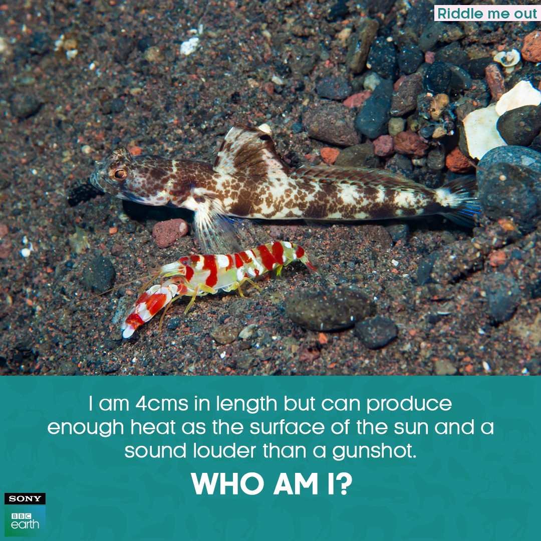 Hint: These remarkable creatures can be found in the Indian and Pacific oceans, and often develop codependent relationships with Goby fish.​

Know the answer? Tell us in the comments!​

#SonyBBCEarth #FeelAlive #Nature #Wildlife #Underwater #Ocean #Fish #RiddleMeOut