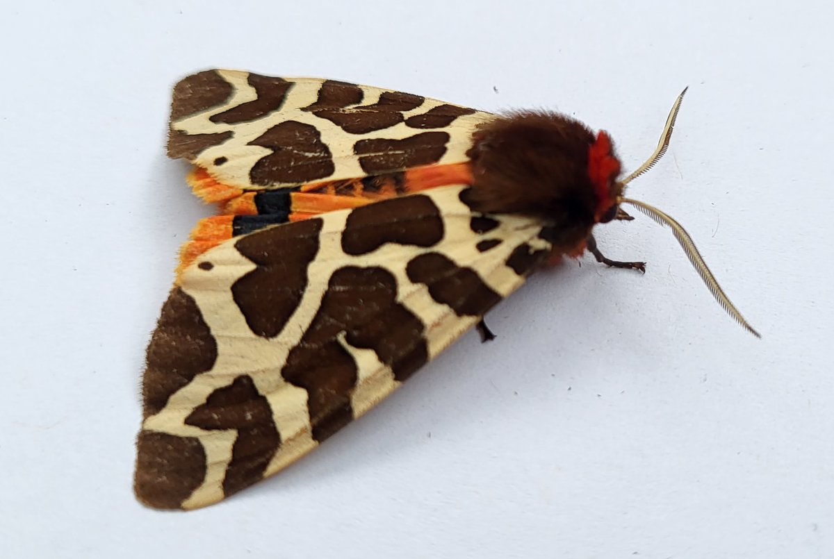 Today (22 May) is the International Day for Biodiversity. Today we are shining a light on the Garden Tiger Moth and its ‘Woolly Bear’ caterpillars – once common in gardens, sadly this species has seen substantial declines in recent decades. 📸 @lizziewilberf
