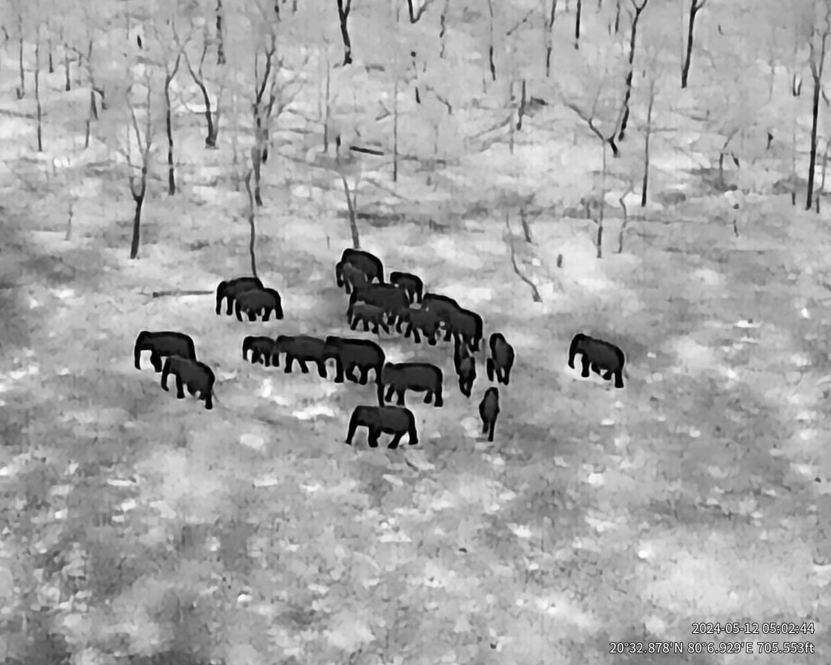 Technology has helped us to monitor the herd at Vidharbha, thermal technology is a boon to track wild animals during night and avoid conflicts. @rameshpandeyifs @moefcc @vijaypTOI @ranjeetnature @AniruddhaHD #elephants #wildlife #DJI #djienterprise #monitoring