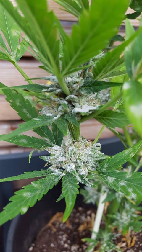 Can you name any common fungal diseases that cannabis plants might face? 🍄