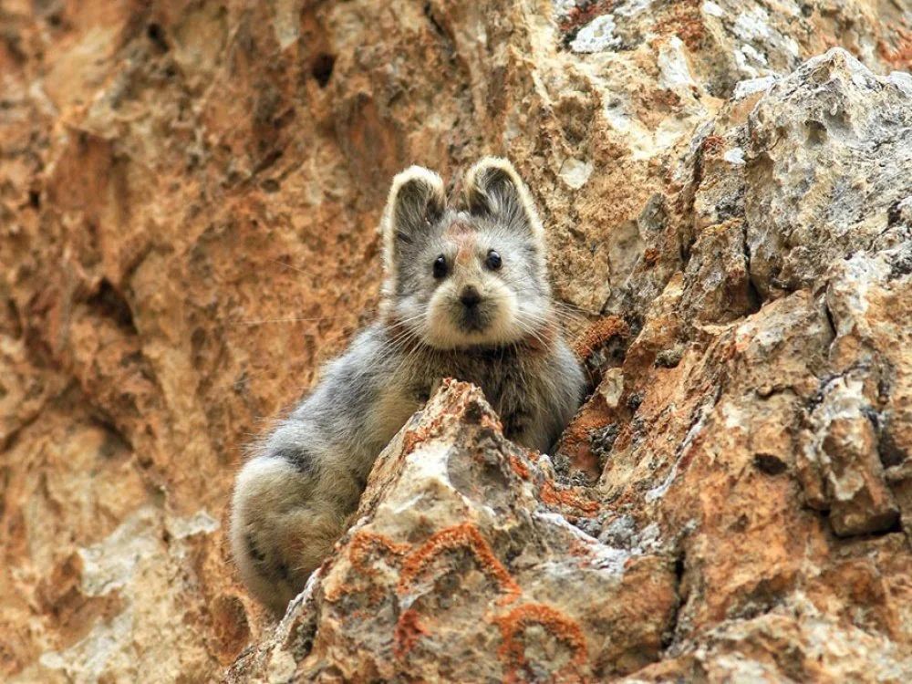 Rare 'Ili Pika rabbit photographed for the first time in 20 years.

📸: Li Weidong