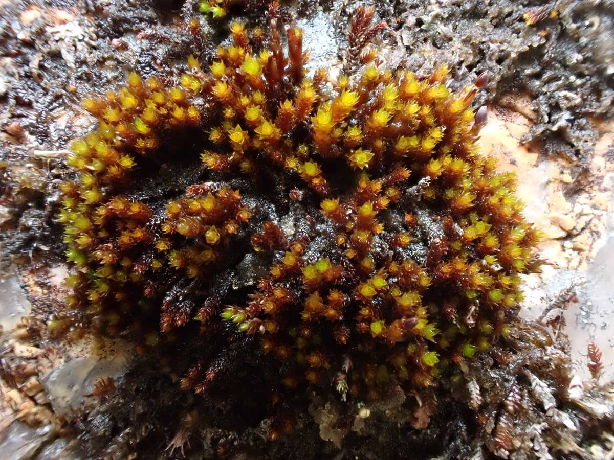 Not as many people record mosses and liverworts as they do flowering plants, but did you know that bryology has a long and proud history in Wales? Mark Lawley of @BBSbryology explores the history of Welsh bryology in our current edition. 📸 Andraea hookeri by Philippa Thompson