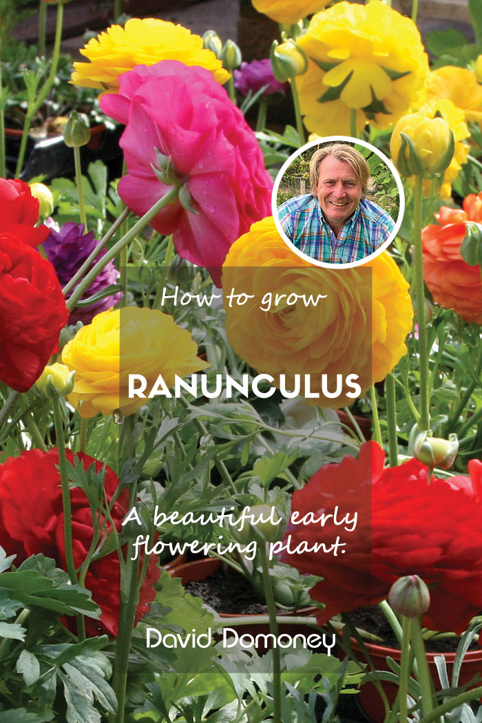 Dive into the enchanting world of ranunculus, with a mind-boggling count of 1800 species, these beauties from the Buttercup family not only steal the show but also play a crucial role in nectar supply for pollinators! Explore more here 👉 bit.ly/3UxU1oF 🌸🌼