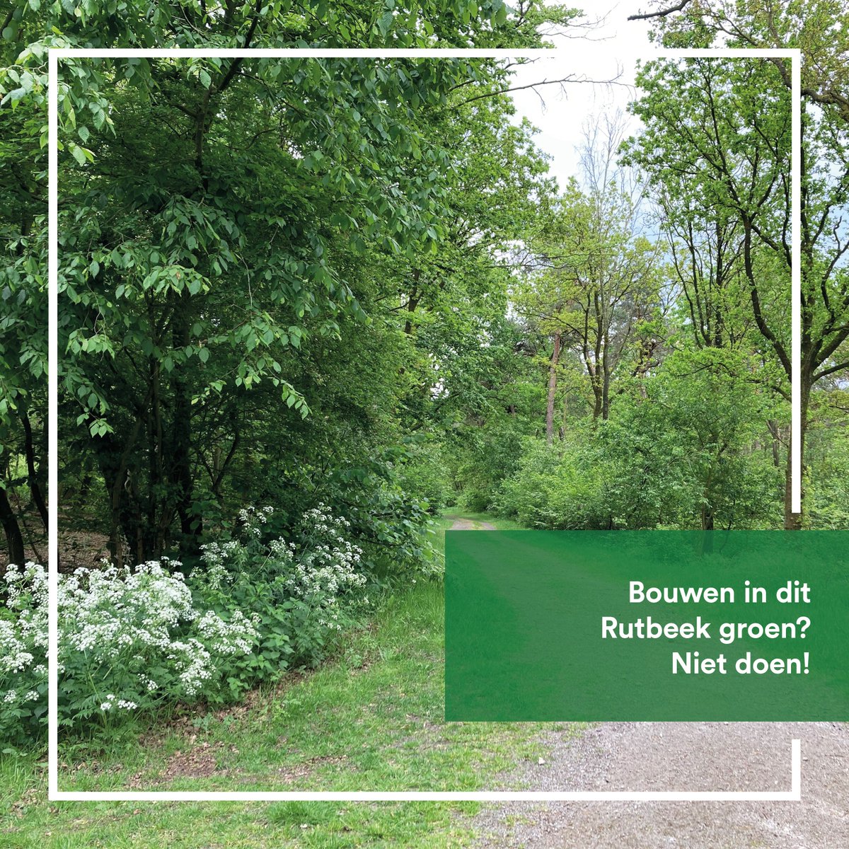 Duizenden en duizenden bomen wil men op het #rutbeek in #enschede gaan kappen!
En waarvoor?
Vakantiebungalows. 😲
Daarom zeggen wij: Bouwen in het groen, moet je gewoon niet doen! 👇