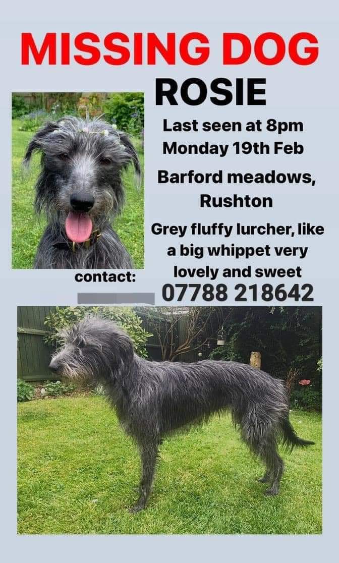 🐕 ROSIE went #missing while on a walk 19 February 2024 in Barford Meadows #Rushton #Kettering #NN14
Rosie is an adult #Lurcher with grey/long hair. She is chipped & has a metal plate in her leg.

Please help- have you seen a dog like her since February?
doglost.co.uk/dog-blog.php?d…