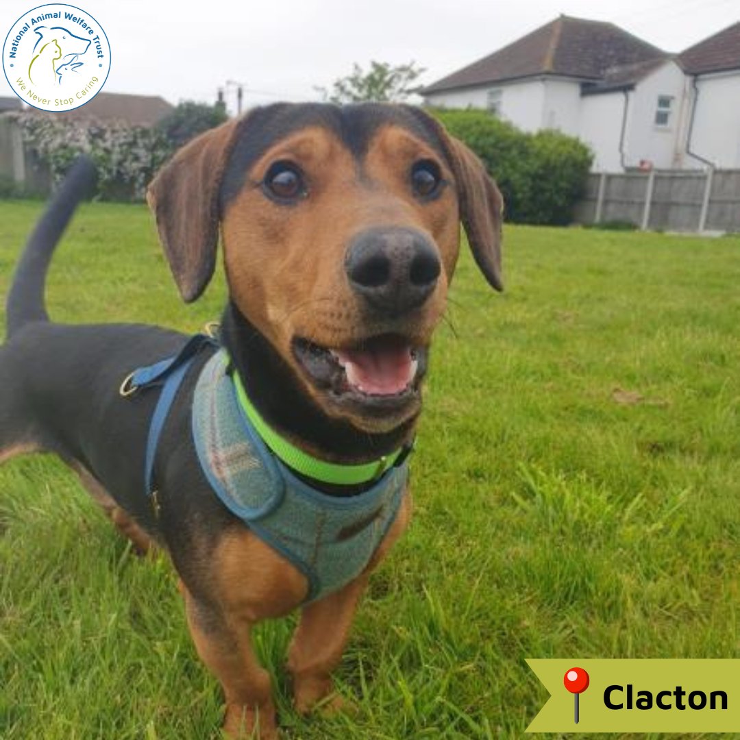 Beau is a dashing little guy looking for a home. He's only a youngster, and hasn't had his paws in one place for long. He has a few quirks, so hopes for a dedicated owner who can help guide him into a confident pooch. 🐶💙 nawt.org.uk/rehoming/anima… #nawt #dogs #animalcharity
