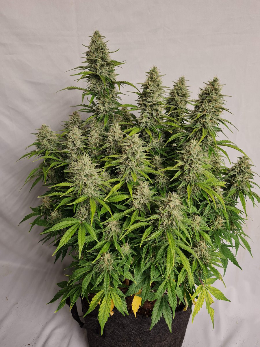 royalqueenseeds's tweet photo. Rate this Sherbet Queen! 😍 https://t.co/A04Xlvjj7t https://t.co/qwkNkwX7qT