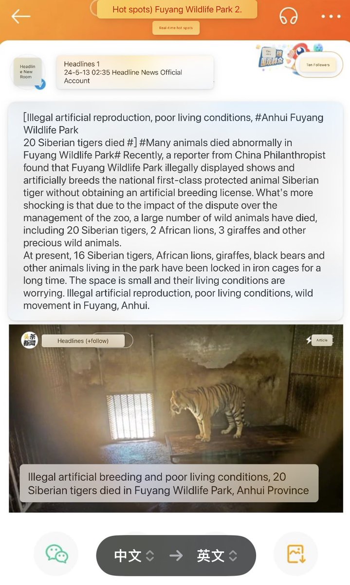 Due to illegal artificial breeding and poor living conditions, 20 Siberian tigers, 2 African lions and 3 giraffes died abnormally in Anhui Fuyang Wildlife Park. The zoo has announced that it will be closed for three days.