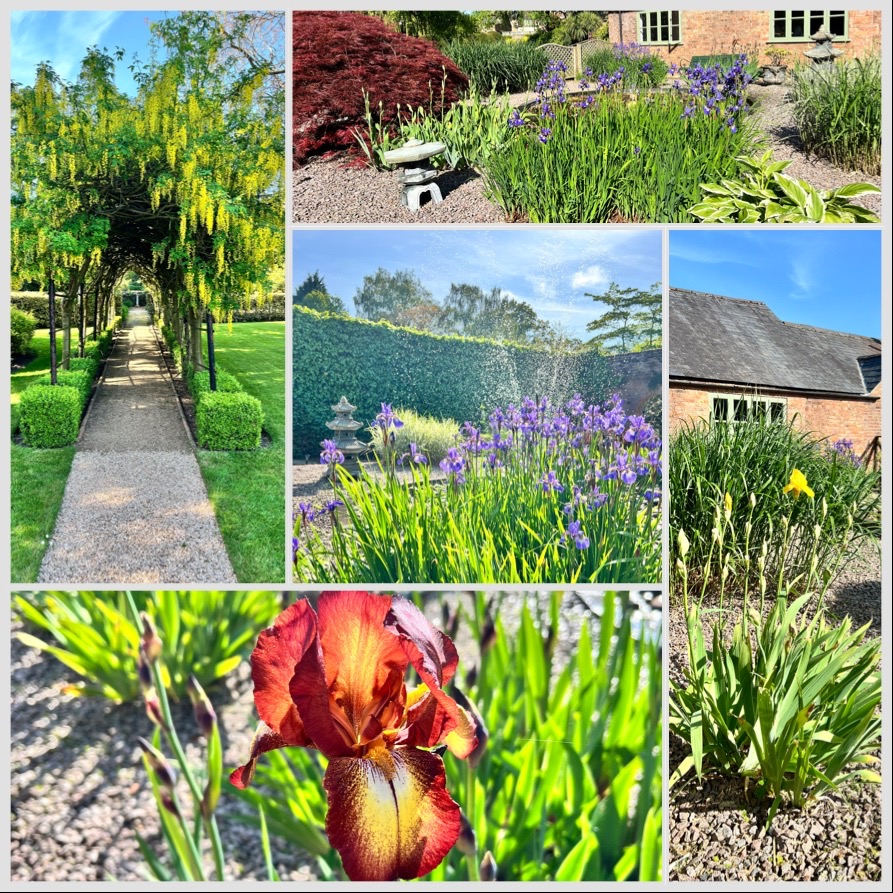 Our Japanese inspired garden is coming to life with vibrant hues of blooming iris plants in purple, yellow and golden browns and our Laburnum walk is festooned with yellow blooms! Come along to our open day on Wednesday 29th May 12pm-4pm, adult entry £5.00. #ElgoodsBrewery