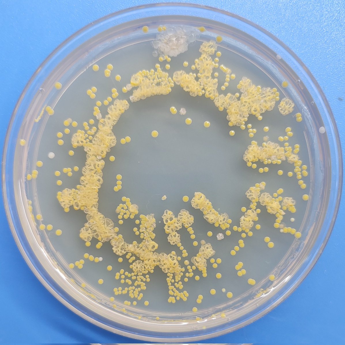 Animalcules (@bacteriophile) on Twitter photo Contamination on S. aureus plate. Beautiful leaching of yellow pigment into the contaminated colonies...
<a href="/ContamClub/">Contamination Club</a> Contamination on S. aureus plate. Beautiful leaching of yellow pigment into the contaminated colonies...
<a href="/ContamClub/">Contamination Club</a>