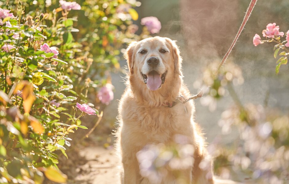 Walkies is returning to RHS Garden Harlow Carr on Wednesday June 12th, from 5 - 7:30pm, so why not bring your canine companion along for a relaxing stroll after hours. Find out more here: rhs.org.uk/gardens/harlow… #RHSHarlowCarr #Walkies #WalkiesAtHarlowCarr