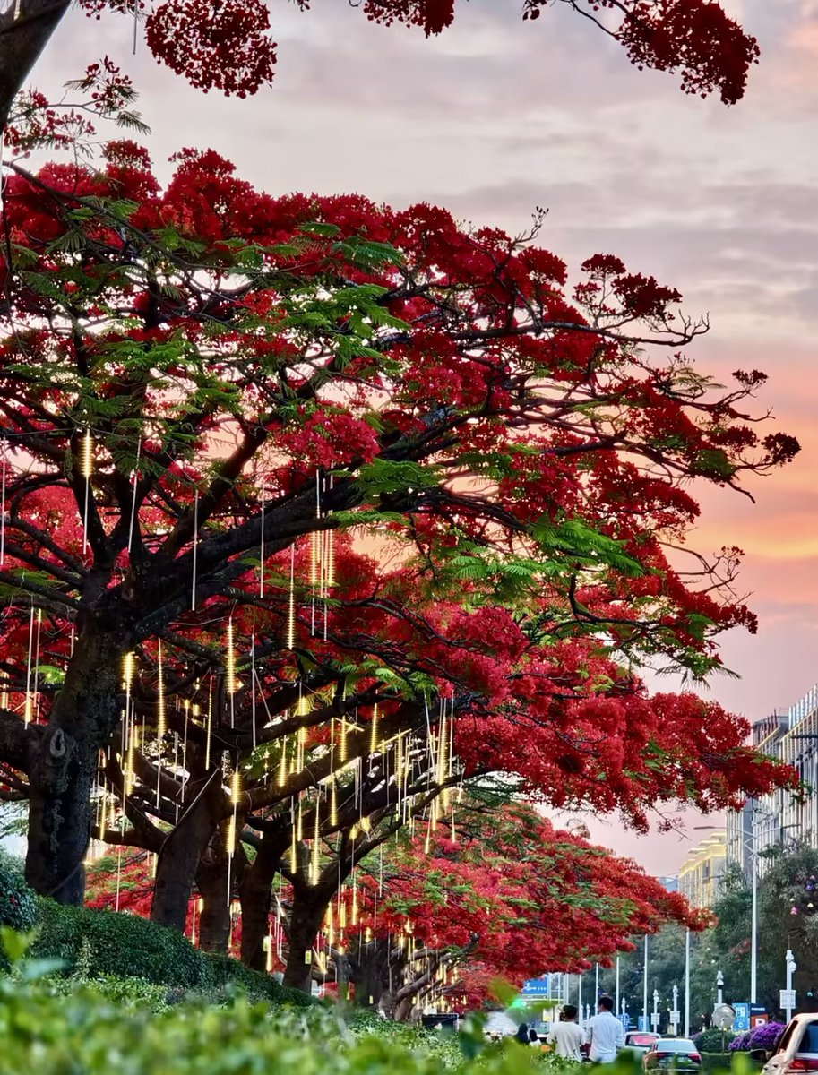 “Delonix regia street” in Pu’er, Yunnan! It’s stunning with the sunset background!