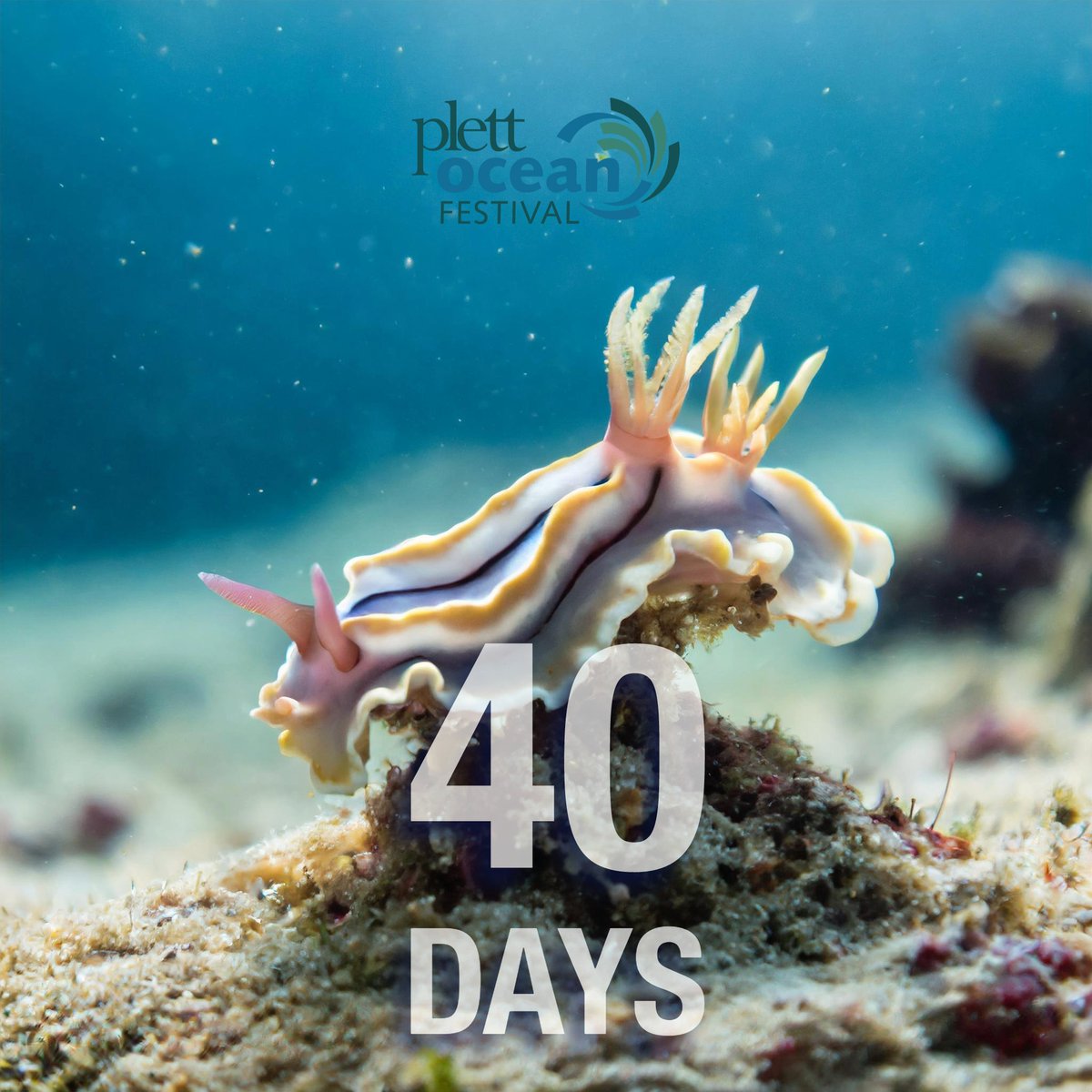 Counting down to #PlettOceanFestival 🌊🌍🐟 40 days until the festival gets under way - are you joining us in #Plett this June? Find out more: bit.ly/PlettOceanFest
