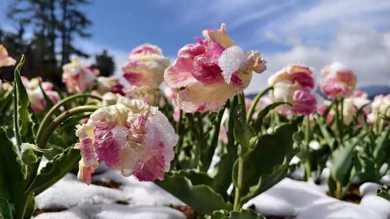 🌸🌨️ Experience the delicate beauty of tulips in snow at Shangri-La! Each bloom stands out with vivid colors against the snowy landscape, turning the garden into a living painting. #WinterWonderland #FloralBeauty
