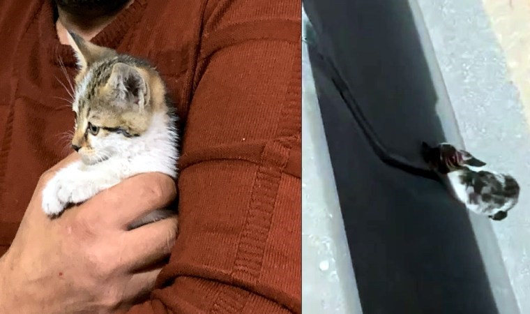 Trafikte mahsur kalan kediyi kurtarıp adını 'refüj' koydu cumhuriyet.com.tr/turkiye/trafik…