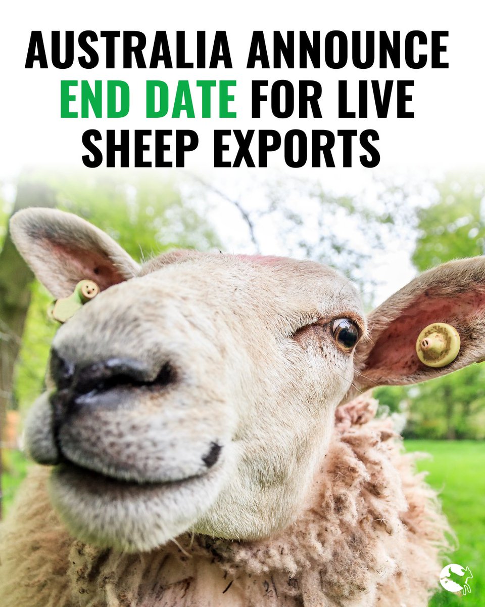 Compassion in World Farming UK tweet media