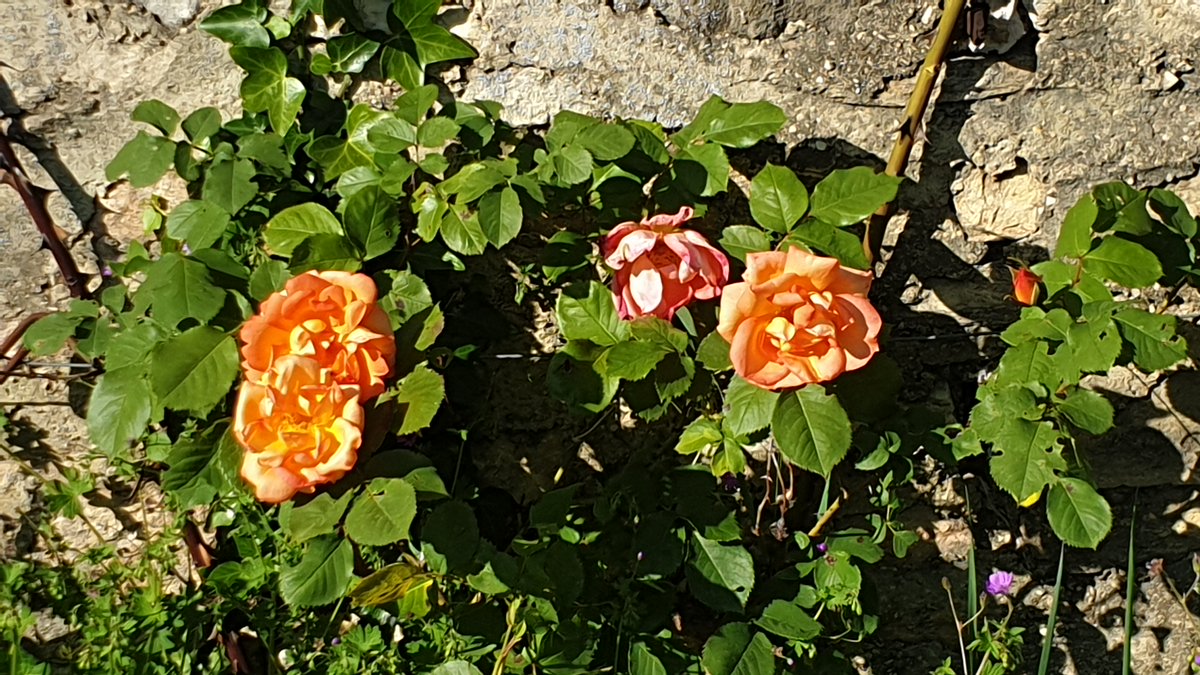 Le plein de fleurs au château de #Pommard en ce #lundifleuri