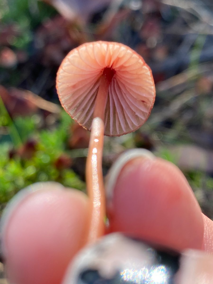 I fucking love mushrooms so much