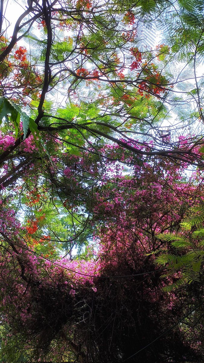 *of a bunch of bougainville flowers