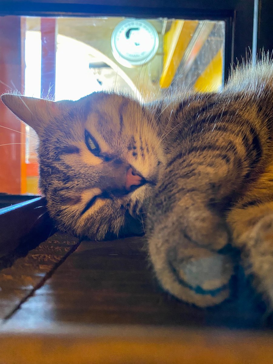 Gonner. 

#Cat #Meow #PussyCat #KittyCat #Miller #Pet #Love #Sleep #Lazy #DeepSleep #Adorable.