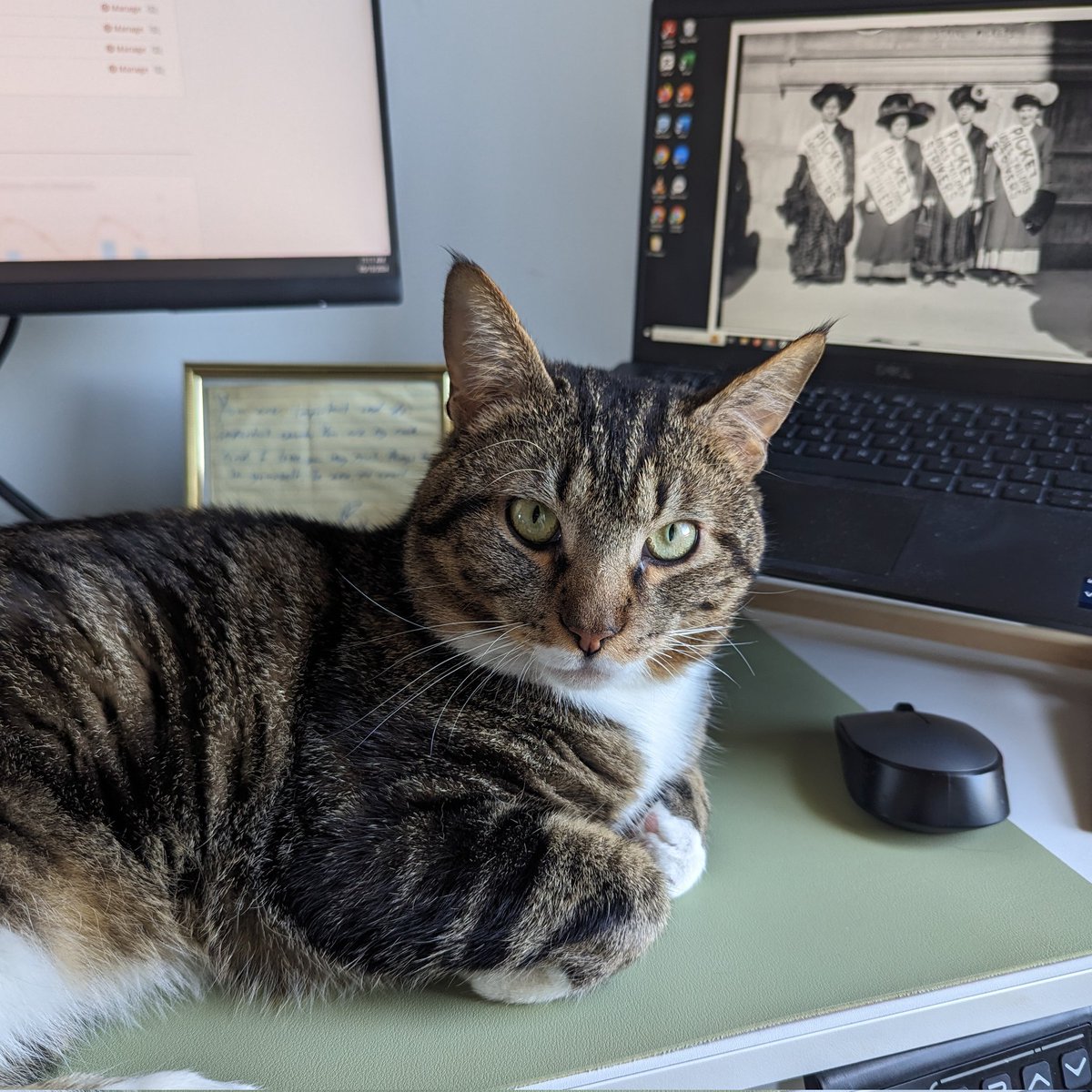 rebekah_e_s's tweet image. so does anyone know how to keep a cat from just Sitting There while you work or is this just something i&apos;m gonna have to live with