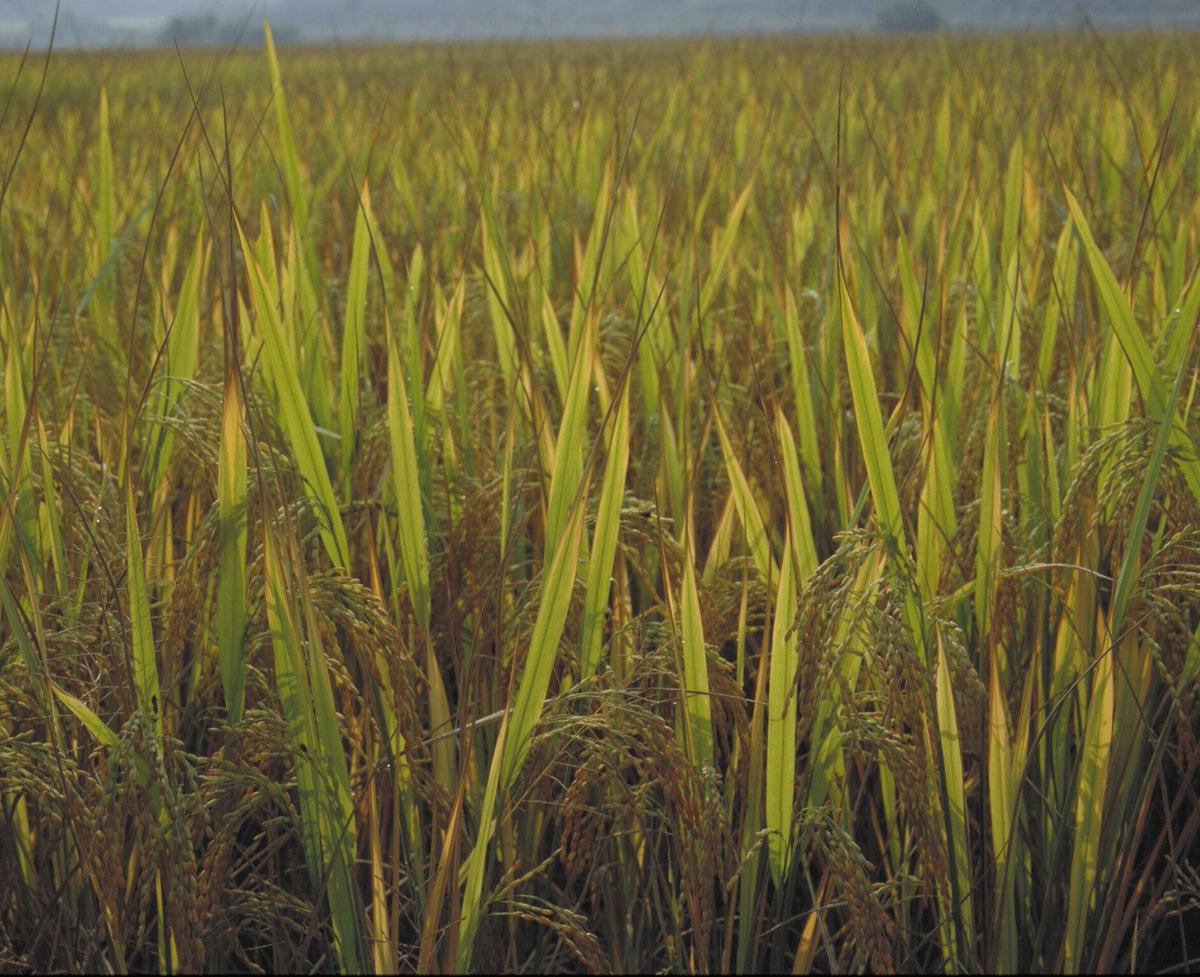 Reminder: PLANTING RESISTANCE: #BOTANICAL LEGACIES of the #AFRICAN #DIASPORA - talk by Judith Carney, author of 'Black Rice', 'In the Shadow of Slavery', etc. @kewgardens 28/05/24 Tickets: eventbrite.co.uk/e/planting-res…… @Nat_SCA @tea_assembly @LinneanSociety @KewScience @Kew_LAA