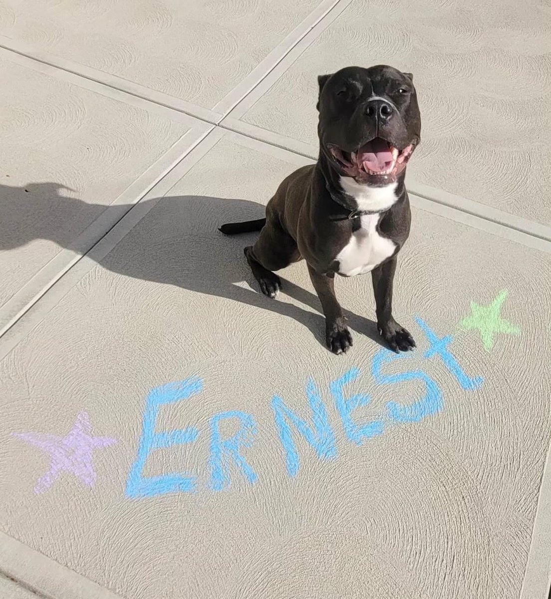 Hello! My name is Ernest...I spelled it out so you can ask for a meet with me! tinyurl.com/meetacitydog Ernest is enjoying a break with a volunteer. So far, we’ve learned he: 🎾Loves toys & playing in the yard 🥰Likes to snuggle 🚗Enjoys car rides 🧻Housebroken 🐶Listens well