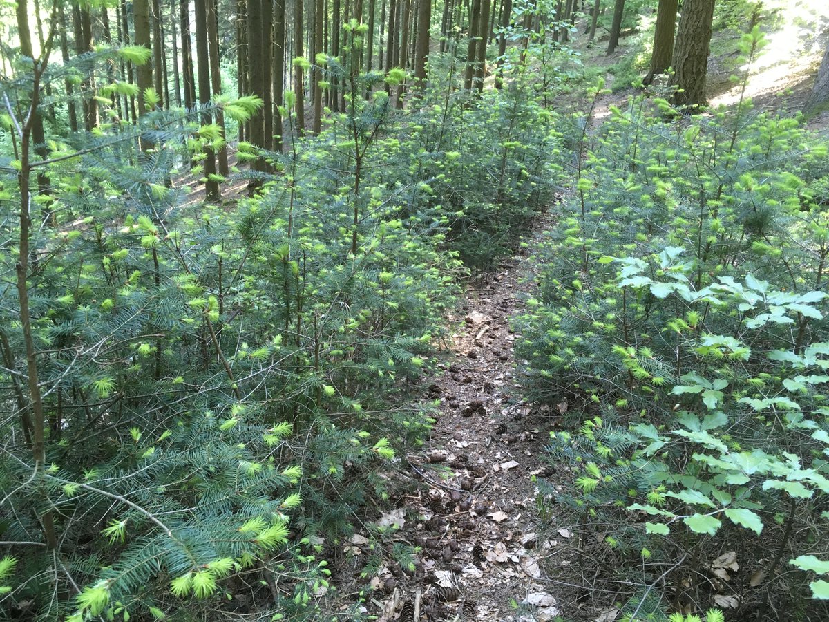 @cem_oezdemir Ich gehe regelmäßig im #Odenwald bei #Heidelberg wandern und sehe nur gesunde Bäume und eine wunderbare Naturverjüngung (s. Foto vom 11.05.24). Unsere dt. Wälder werden zerstört, wenn für WKAs Tausende von Bäumen gerodet und Böden versiegelt werden. Daher keine WKAs in den Wald!