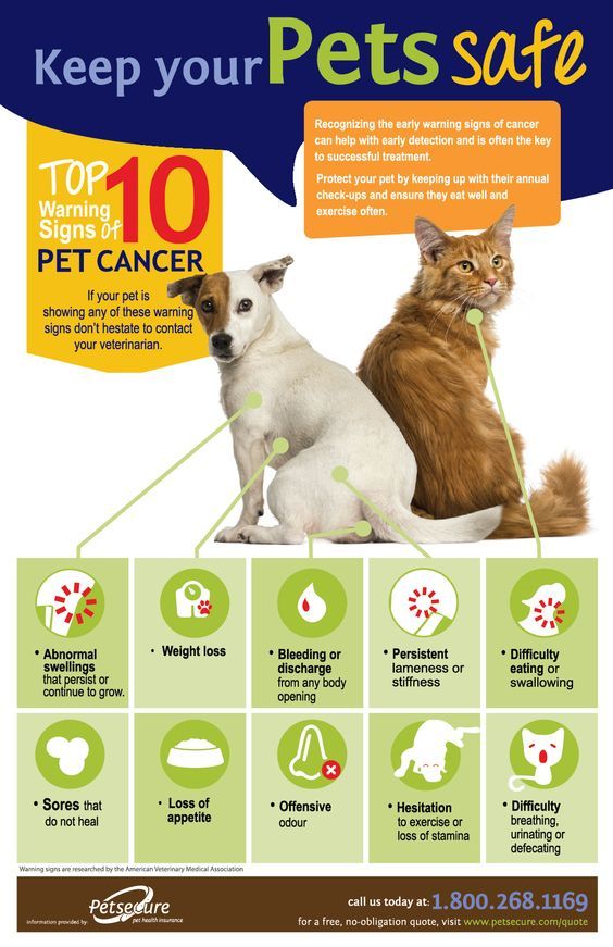 Be mindful of these top 10 warning signs of #petcancer. For vet-approved info on pet lumps and bumps: bit.ly/4b07FGS . . . . #PetCancerAwarenessMonth #Cancer #DogCancer #CatCancer #Tumor #DogTumor #CatTumor #Tumour #DogTumour #CatTumour #NationalPetCancerAwarenessMonth