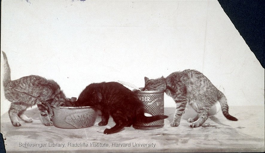 catpartyletsgo's tweet photo. In 1905, Beals opened her first photo studio and went on to photograph celebs and politicians. But Beals also loved to photograph cats, and often posed or photographed them in her studio. https://t.co/x6OMhKOuO2
