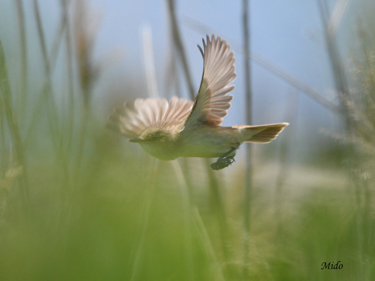 Oriental Reed Warbler 😅 #birds #birdphotography #birdtonic #birdtwitter #wildlife #wildlifephotography #Saitama #Japan