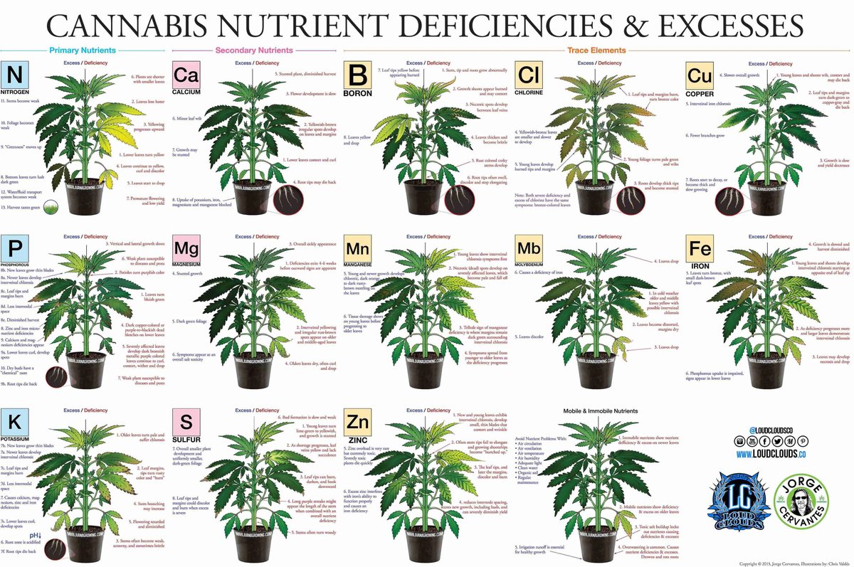 Useful chart showing many nutrient deficiencies and excesses

📸 Jorge Cervantes (Authority) 

#Mmemberville #marijuana #weedlovers #thc