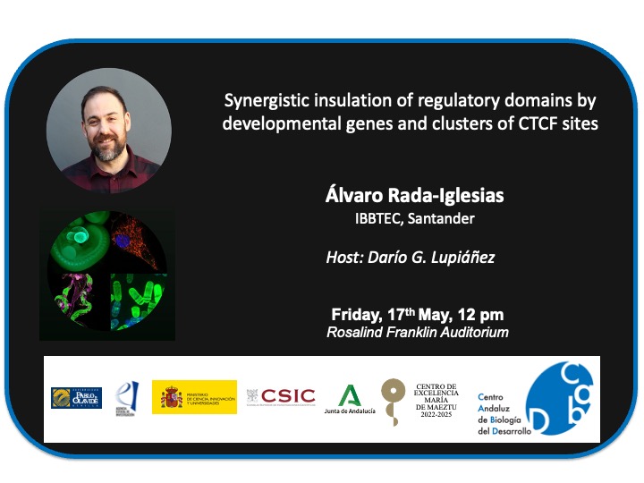 #CABDseminars 'Synergistic insulation of regulatory domains by developmental genes and clusters of CTCF sites' by @RadaIglesiasLab @IBBTEC 🗓️May 17th ⏰ 12 pm 📍Rosalind Franklin auditorium at CABD Hosted by @Dariloops