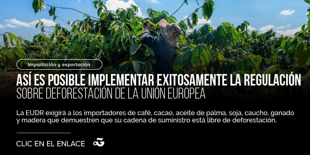 ¿Cuáles crees que son los mayores desafíos para implementar la EUDR en América Latina? Te leemos 👇🏻#PDGEspañol perfectdailygrind.com/es/2024/05/13/…