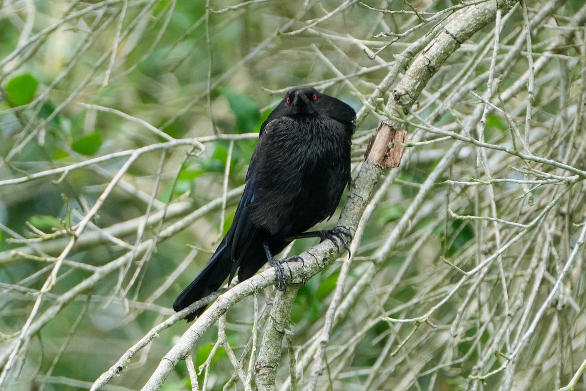 Still haven’t decided if Bronzed Cowbirds are cute or terrifying.
