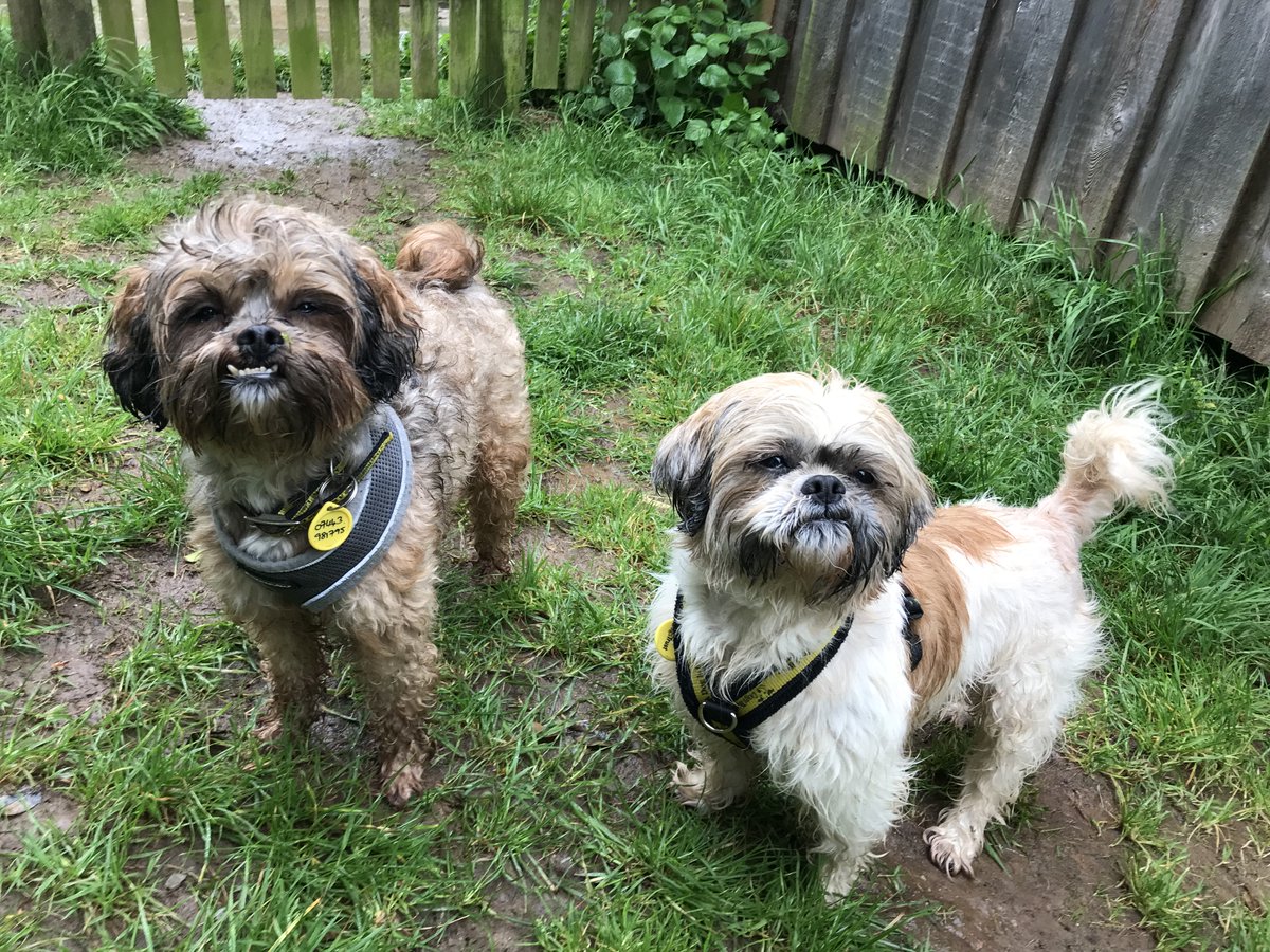 Mother and son duo, Jolie and Beau are looking for a home together. 📍@DogsTrust #Ilfracombe 💛🐶💛 dogstrust.org.uk/rehoming/our-c… 🏡 #AdoptADoggyDuo #RescueDogs #ADogIsForLife