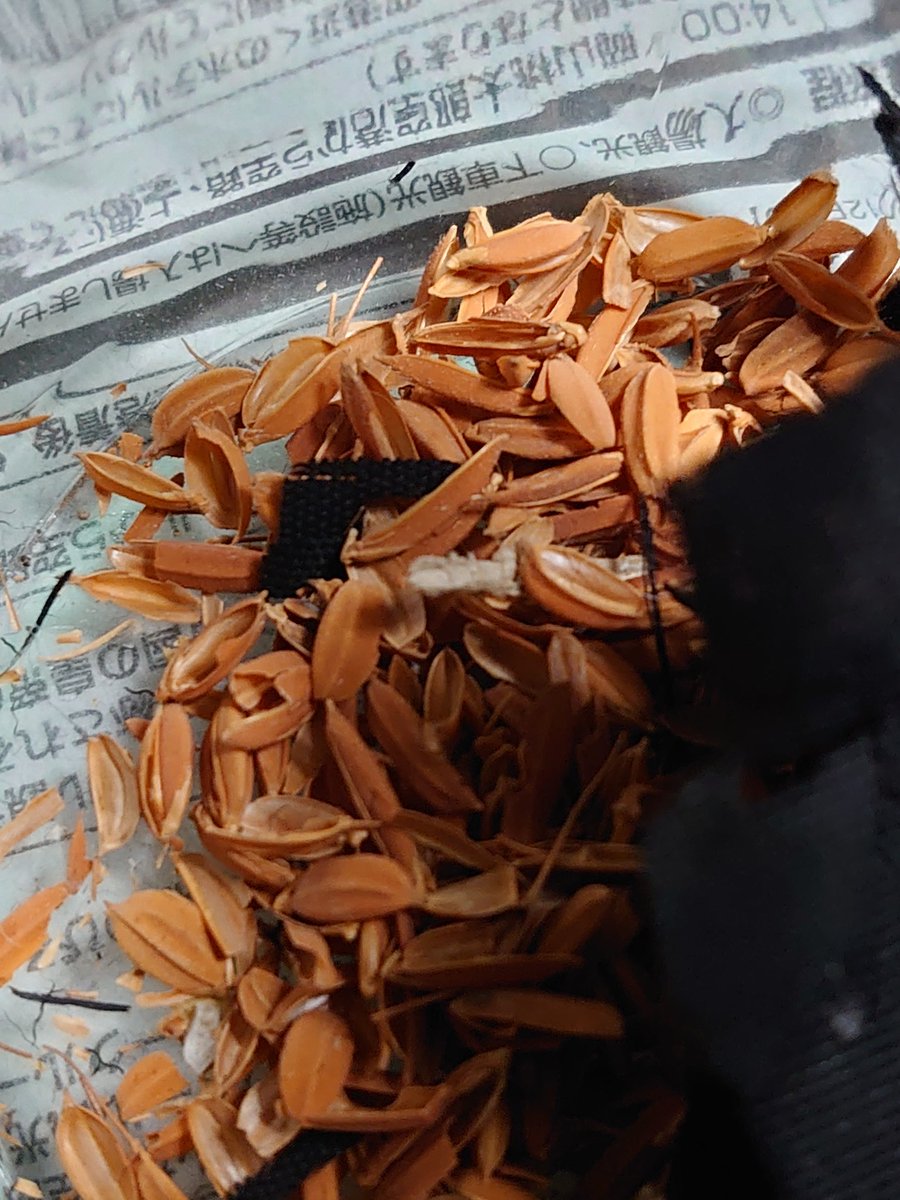 この江戸期の陣笠 クッションになる部分に入っていたのは… 何と籾殻!! 生地が裂けて籾殻が沢山😱💦 数百年前の籾殻がこんな綺麗な状態で👍 当時の方が作る物は本当に凄いなぁ😍 #関ヶ原戦国甲冑館 #古民家私設博物館