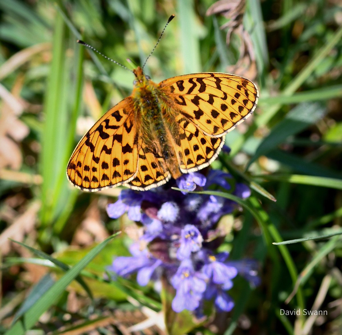 Pearl Bordered Fritillary. 3 adults out today on Yorkshire’s only site. @Natures_Voice @NorthYorkMoors @YorksWildlife @WoodlandTrust @BC_Yorkshire @savebutterflies