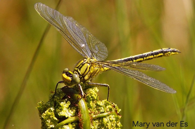 #Dag13 van #mei_nmooistefotos 

Met het thema : #LibellenEnJuffers 
#Dragonflies_and_Damselflies .

De zeldzame #Plasrombout  #Gomphus_pulchellus #Western_Clubtail .

@bosw8er_jochem @entomologyArt .