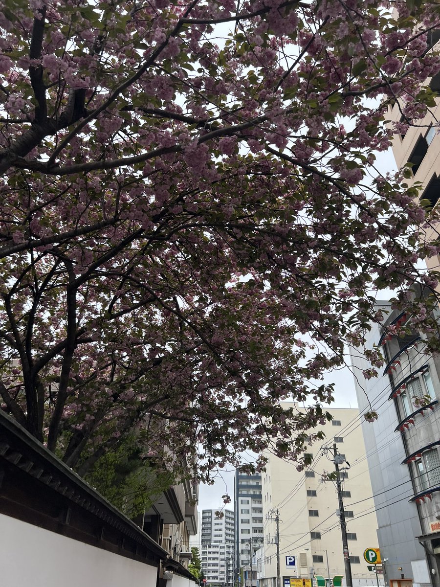 まだ頑張って咲いてる桜