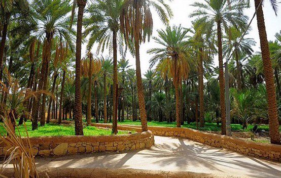 عبدالعزيز الخشيبان tweet media