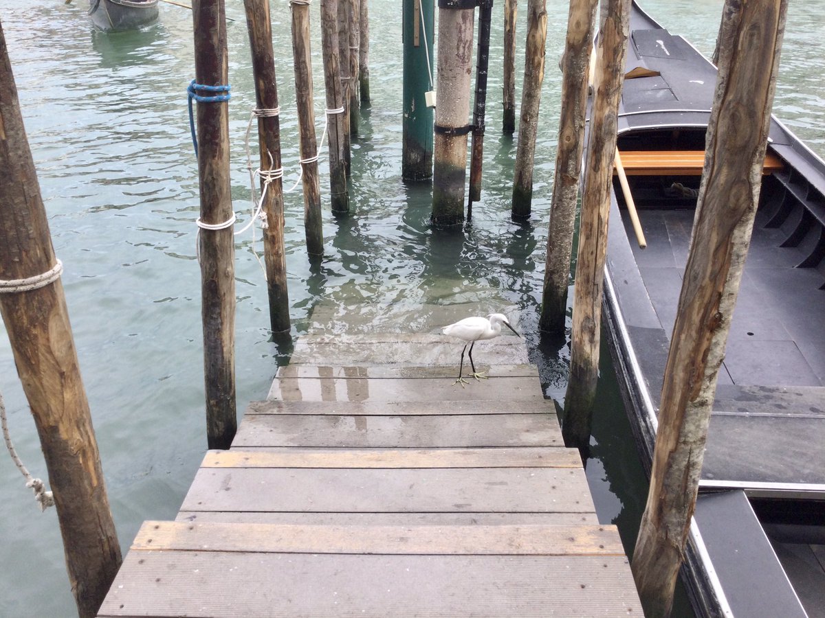 Random egret at traghetto #Venice #RealTime