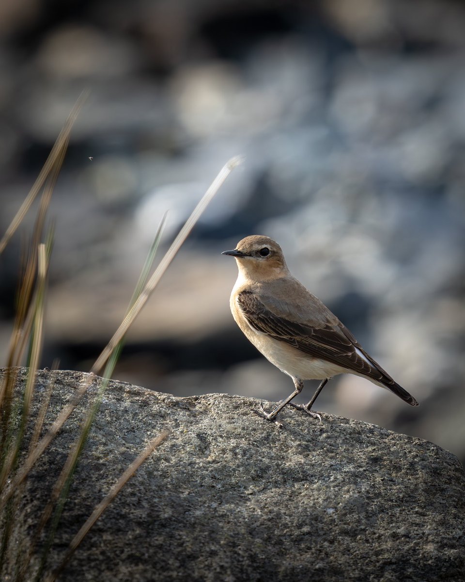 Female Wheatear .
One of the many small birds around the lochs and coastline of Mull . 🏴󠁧󠁢󠁳󠁣󠁴󠁿✨✨

#wildlifephotography #wildlife #nature
#TwitterNatureCommunity #BirdsOfX