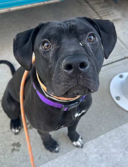 #MondayMorning Who is on my mind? Woody #NYCACC #185586 #AdoptMe #RescueMe We have watched playmate after playmate #Adopted Now it is Woody's turn Our polite boy, asking you to take him home Let's save Woody