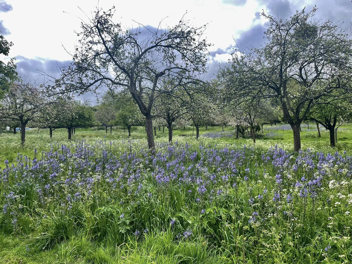 Today's #MemberMonday photo is from abbey member Jilly, showcasing the lovely orchard awash in flowers.

Experience the abbey in every season by becoming a Glastonbury Abbey Member. Learn more: glastab.be/member