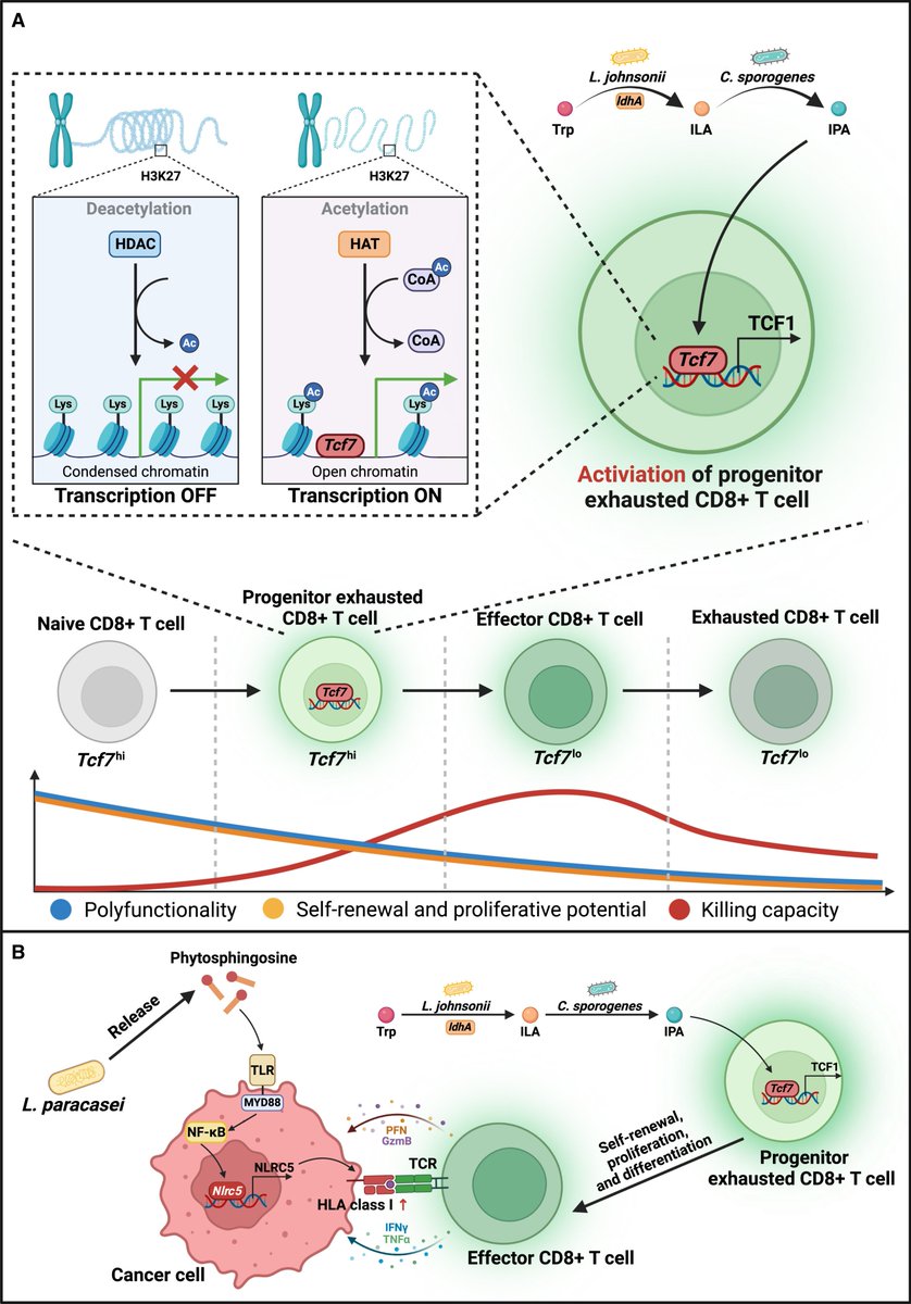 One size might fit all: Indole-3-propionic acid potentiates pan-cancer immunotherapy. Highlight of @CellCellPress paper leveraging microbial collaboration to produce postbiotic that promotes stemness program of CD8 T cells to augment #immunotherapy. cell.com/cell-host-micr…