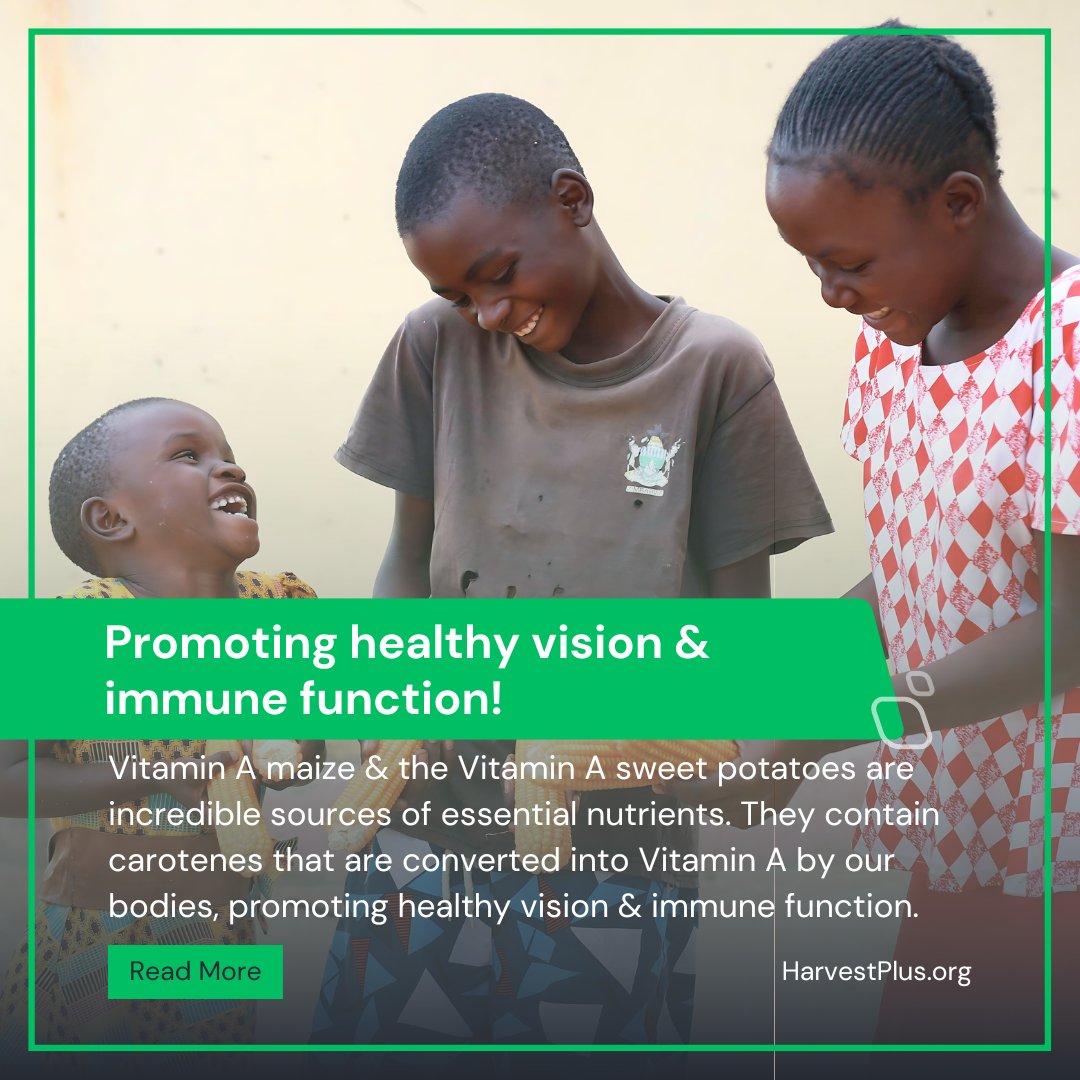 #vitamin A maize &amp; the Vitamin A sweet potatoes are incredible sources of essential #nutrients? They contain carotenes that are converted into Vitamin A by our bodies, promoting healthy #vision &amp; immune function. Read more: tinyurl.com/5n74snhh
